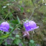 Cómo cuidar la planta Adenophora en tu jardín