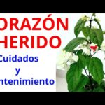 Cómo cuidar la planta de corazón sangrante en interiores