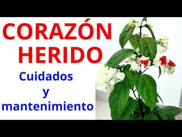 Cómo cuidar la planta de corazón sangrante en interiores