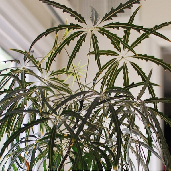 Cómo cuidar la planta de False Aralia en interiores