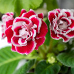 Cómo cuidar la planta de gloxinia en el interior de tu hogar