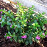 Cómo cuidar la planta de heather mexicana en tu jardín