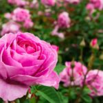Cómo cuidar la planta del Rosal de Madagascar en casa