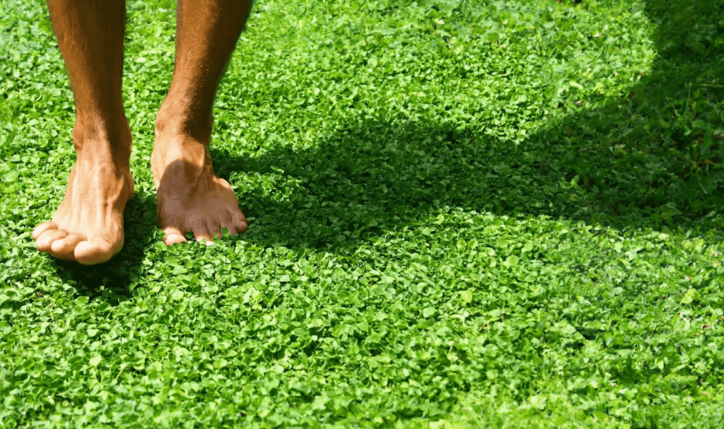 Cómo cuidar la planta Dichondra en jardines y céspedes