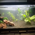 Cómo cuidar la planta Hygrophila en un acuario