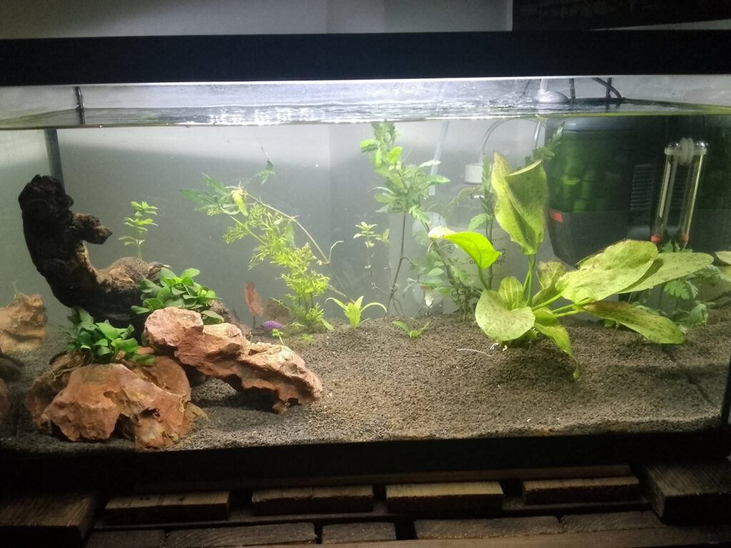 Cómo cuidar la planta Hygrophila en un acuario