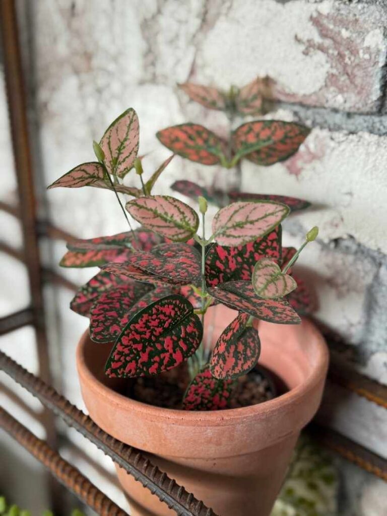 Cómo cuidar la planta Hypostasis en interiores y exteriores