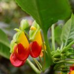 Cómo cuidar la planta Impatiens Congo Cockatoo correctamente