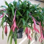 Cómo cuidar la planta lágrimas de reina, bromelia exuberante