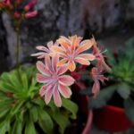 Cómo cuidar la planta Lewisia de forma correcta