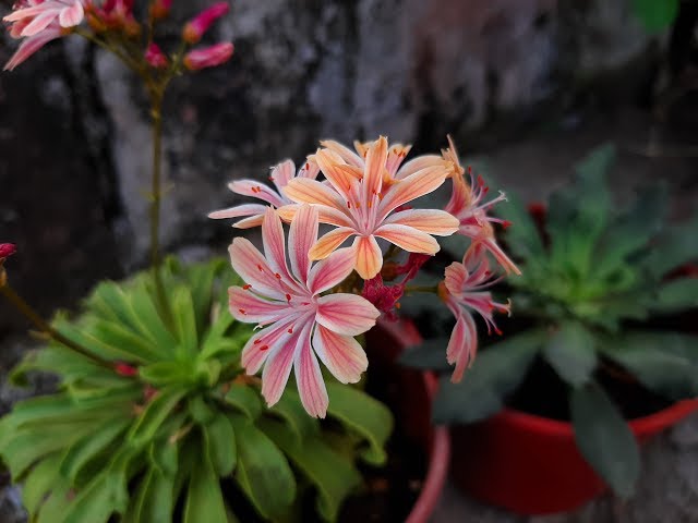 Cómo cuidar la planta Lewisia de forma correcta