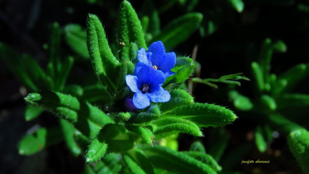 Cómo cuidar la planta Lithodora en jardines y paisajismo