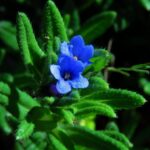 Cómo cuidar la planta Lithodora en jardines y paisajismo