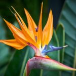 Cómo cuidar la planta mexicana del pájaro del paraíso