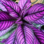 Cómo cuidar la planta Persian Shield en interiores
