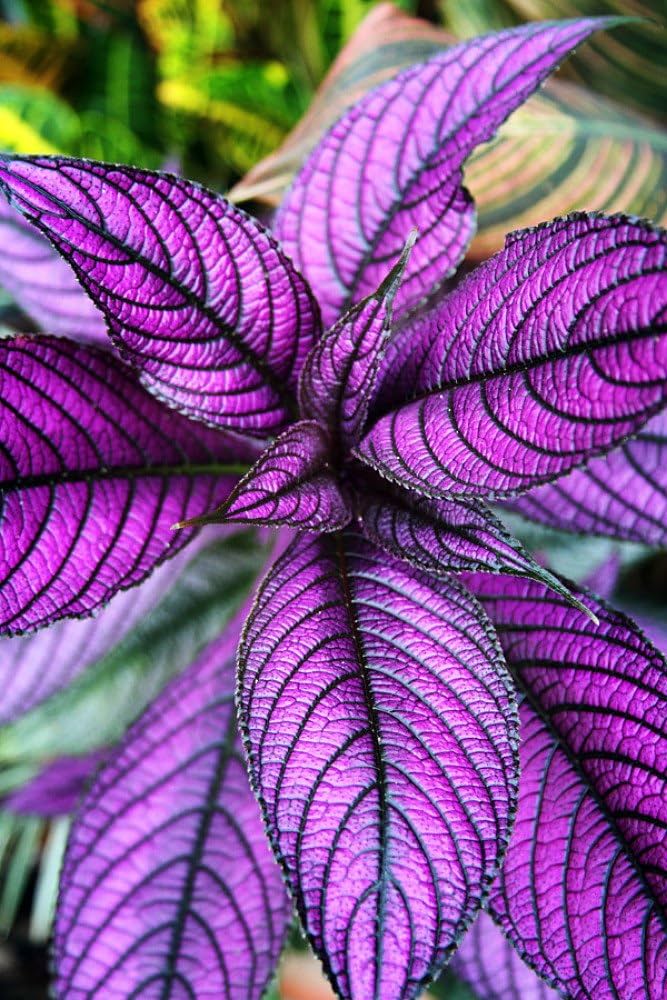 Cómo cuidar la planta Persian Shield en interiores