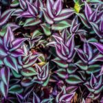 Cómo cuidar la planta pulgada Tradescantia Zebrina
