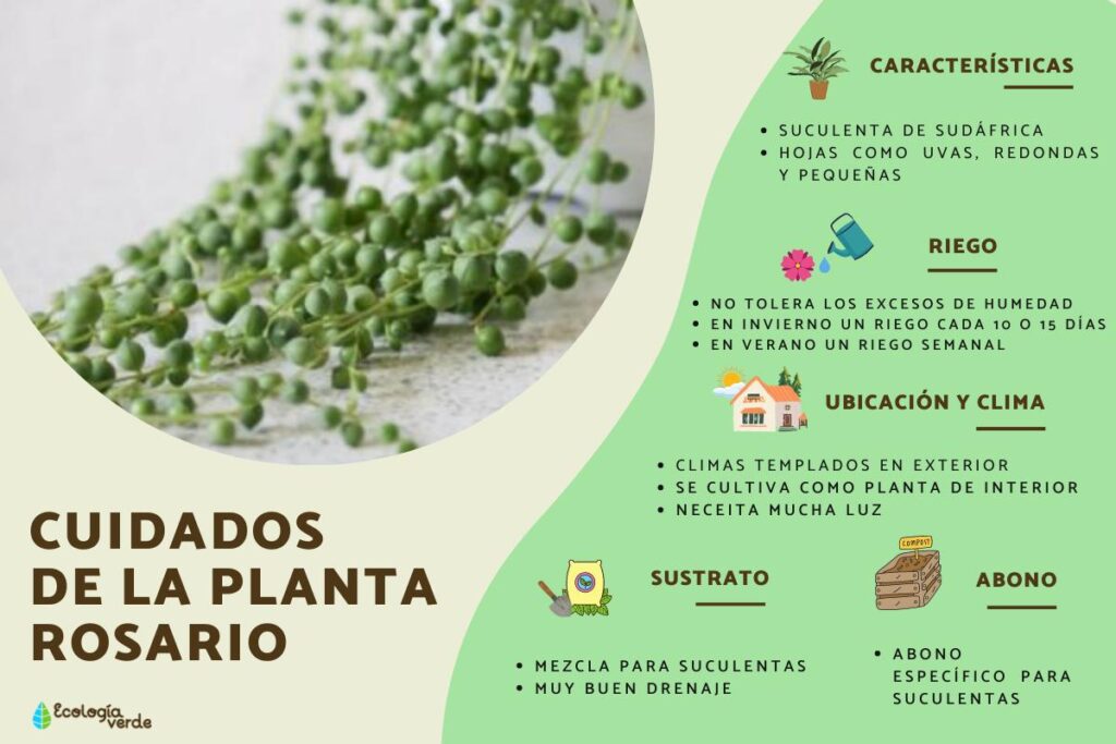 Cómo cuidar la planta Rosario para que esté feliz y sana