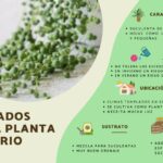 Cómo cuidar la planta Rosario para que esté feliz y sana