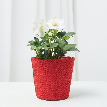 Cómo cuidar la Rosa de Navidad y Helleborus en macetas