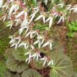 Cómo cuidar la Saxifraga para estimular su floración