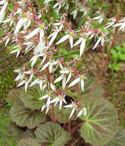Cómo cuidar la Saxifraga para estimular su floración