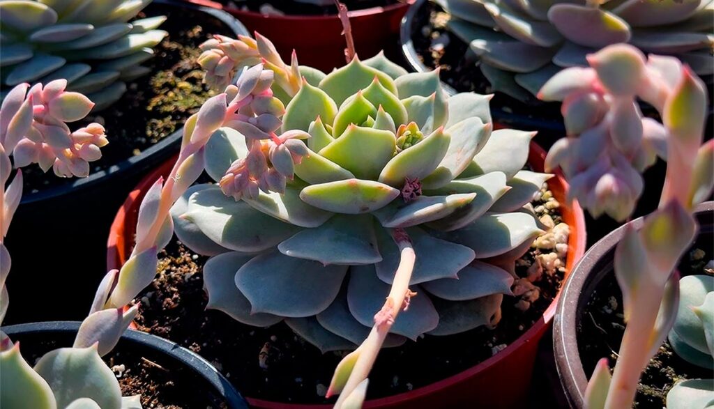 Cómo cuidar la suculenta Echeveria ‘Lola’ de forma adecuada