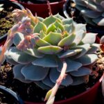 Cómo cuidar la suculenta Echeveria ‘Lola’ de forma adecuada