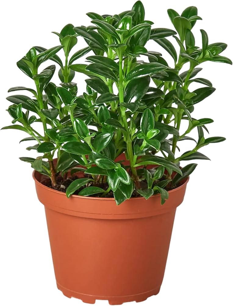 Cómo cuidar la vid de candy corn en macetas colgantes