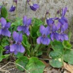 Cómo cuidar la violeta silvestre siberiana en tu jardín