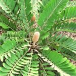 Cómo cuidar la Zamia furfuracea, la palma de cartón