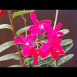 Cómo cuidar las Epidendrum Radicans correctamente