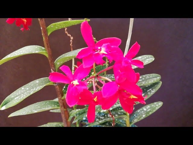 Cómo cuidar las Epidendrum Radicans correctamente