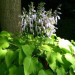Cómo cuidar las flores de hosta en floración