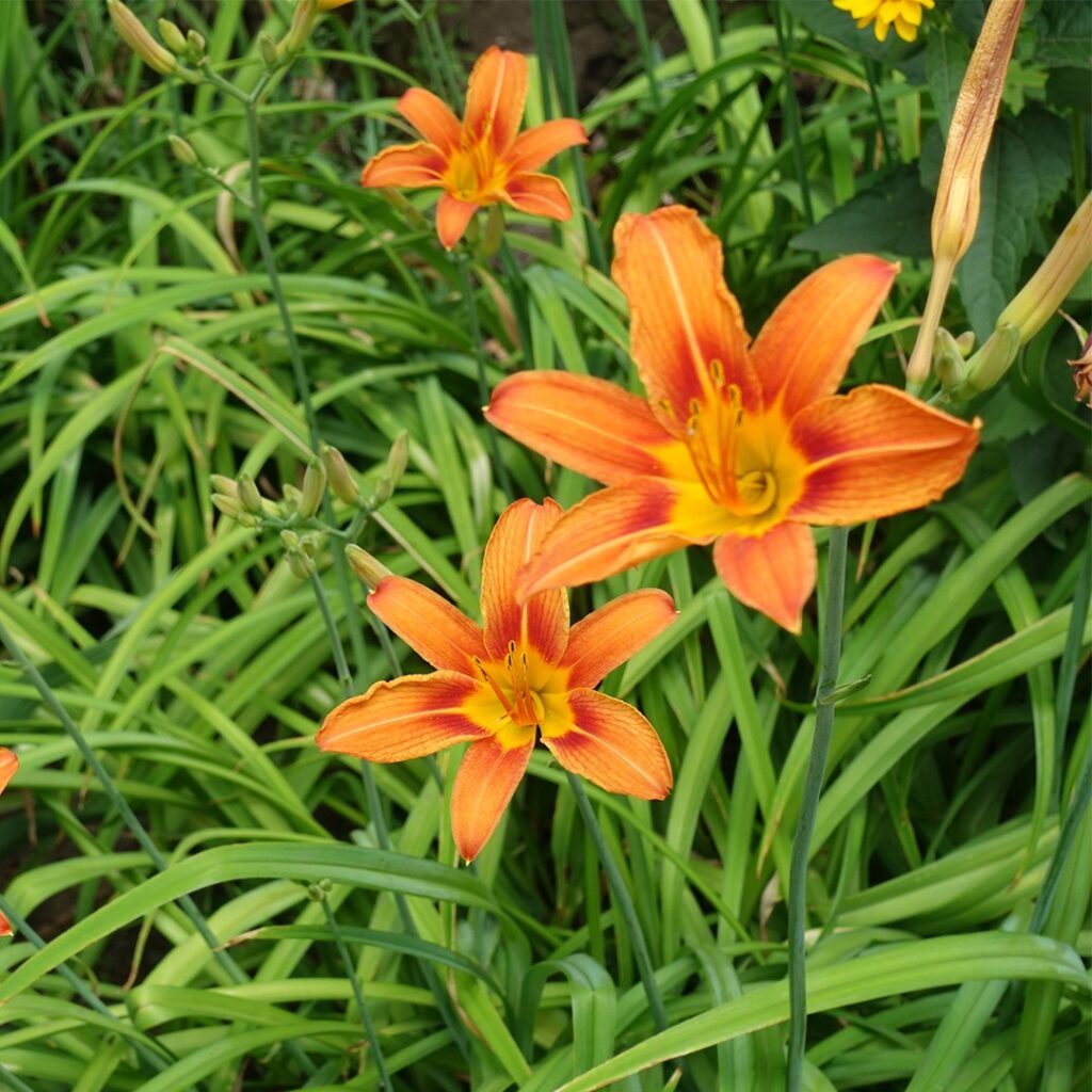 Cómo cuidar las hemerocallis para promover su floración