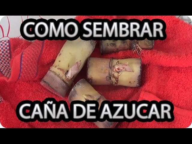 Cómo cuidar las macetas para cultivar caña de azúcar