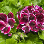 Cómo cuidar las Martha Washington Geraniums