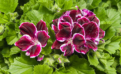 Cómo cuidar las Martha Washington Geraniums