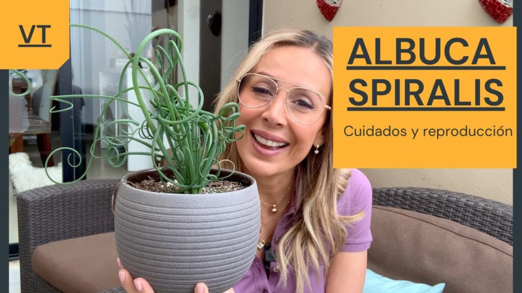 Cómo cuidar las plantas de Albuca en casa