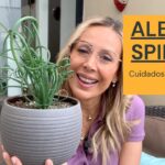 Cómo cuidar las plantas de Albuca en casa