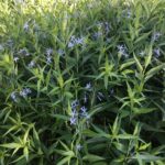 Cómo cuidar las plantas de amsonia según su exposición solar