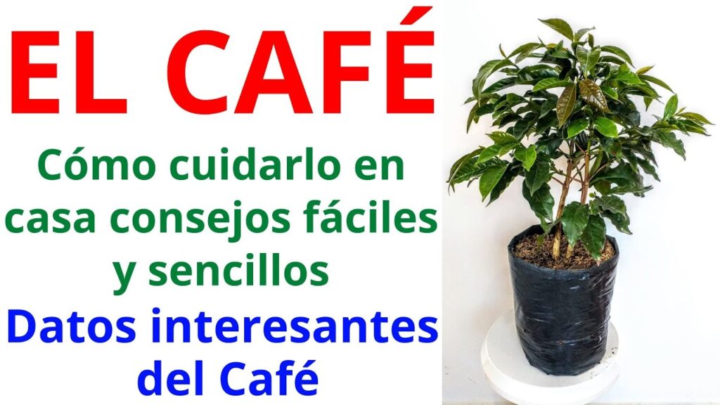 Cómo cuidar las plantas de café en interiores