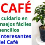 Cómo cuidar las plantas de café en interiores