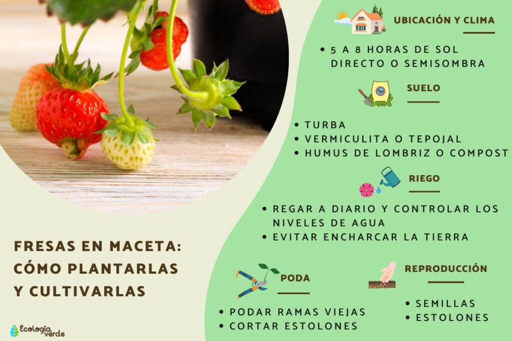 Cómo cuidar las plantas de fresa en la Zona 9