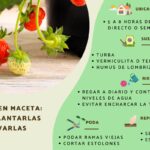 Cómo cuidar las plantas de fresa en la Zona 9