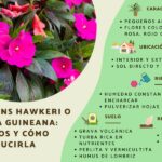 Cómo cuidar las plantas de Impatiens en interiores