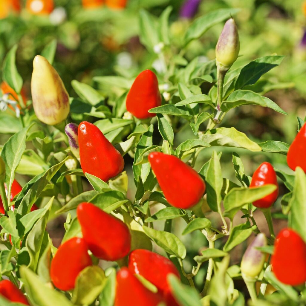Cómo cuidar las plantas de pimienta ornamental en casa