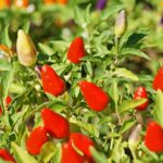 Cómo cuidar las plantas de pimienta ornamental en casa