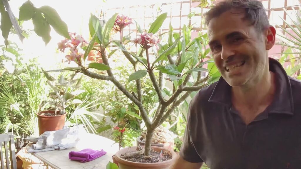 Cómo cuidar las plantas de Plumeria en interiores