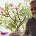 Cómo cuidar las plantas de Plumeria en interiores